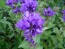 Clustered Bellflower 