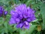 Clustered Bellflower 