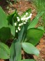 Lily of the Valley Seeds (Certified Organic)