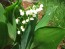 Lily of the Valley Seeds (Certified Organic)