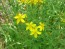 Saint John’s Wort 