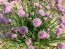 Chives, Common