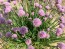 Chives, Common