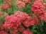 Yarrow 'Paprika' 