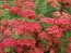 Yarrow 'Paprika' 