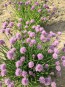 Chives, Common