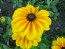 Black-Eyed Susan 'Indian Summer' 