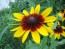 Black-Eyed Susan 'Autumn Colors' 