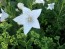 Balloon Flower 'Fairy Snow'