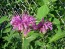 Bee Balm 'Marshall's Delight' 