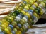 Glass Gem Corn Seeds