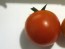 Tomato 'Sweet Raisin' AKA 'Tomaccio'