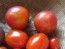Tomato 'Bicolor Cherry'