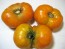 Tomato 'Orange'