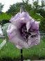 Datura AKA Devil’s Trumpet 'Black Currant Swirl' 