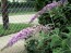 Purple Butterfly Bush AKA Summer Lilac 