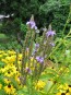 Blue Vervain