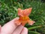 Pinky-Orange Snapdragon