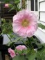 Hollyhock ‘Single Mix’ 