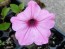 Petunia ‘Pink, Purple and Magenta Trailing Mix’