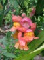 Pinky-Orange Snapdragon