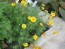 Brittlebush