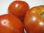 Tomato 'Red Brandywine, Potato Leaf' 