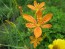 Orange Blackberry Lily