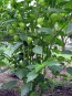 Tomatillo 'Purple'