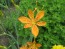 Orange Blackberry Lily