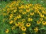 Black-Eyed Susan