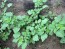 Ground Cherry 'Aunt Molly's' 