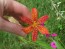 Orange Blackberry Lily