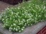 Alyssum 'Carpet of Snow'