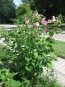 Single Pink Hibiscus