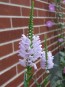 Obedient  Plant