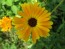 Calendula 'Orange and Yellow Mix' 