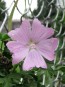 Tree Mallow 'Rosea' 