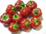 Sweet Pepper ‘Mini Red Bell’ Seeds (Certified Organic)