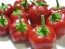 Sweet Pepper ‘Mini Red Bell’ Seeds (Certified Organic)