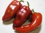 Sweet Pepper 'Patio Red Marconi'