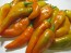 Sweet Pepper ‘Tequila Sunrise' Seeds (Certified Organic)