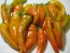 Sweet Pepper ‘Tequila Sunrise' Seeds (Certified Organic)