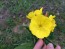 Narrow-Leaved Sundrops Seeds (Certified Organic)