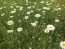 German Chamomile Seeds (Certified Organic)