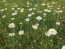 German Chamomile Seeds (Certified Organic)