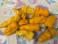 Hot Pepper 'Golden Slimer' (Long Variant) Seeds (Certified Organic)