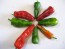 Hot Pepper ‘Pimiento de Padron’ Seeds (Certified Organic)