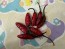 Hot Pepper 'Fluorescent Purple' Seeds (Certified Organic)