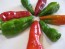 Hot Pepper ‘Pimiento de Padron’ Seeds (Certified Organic)